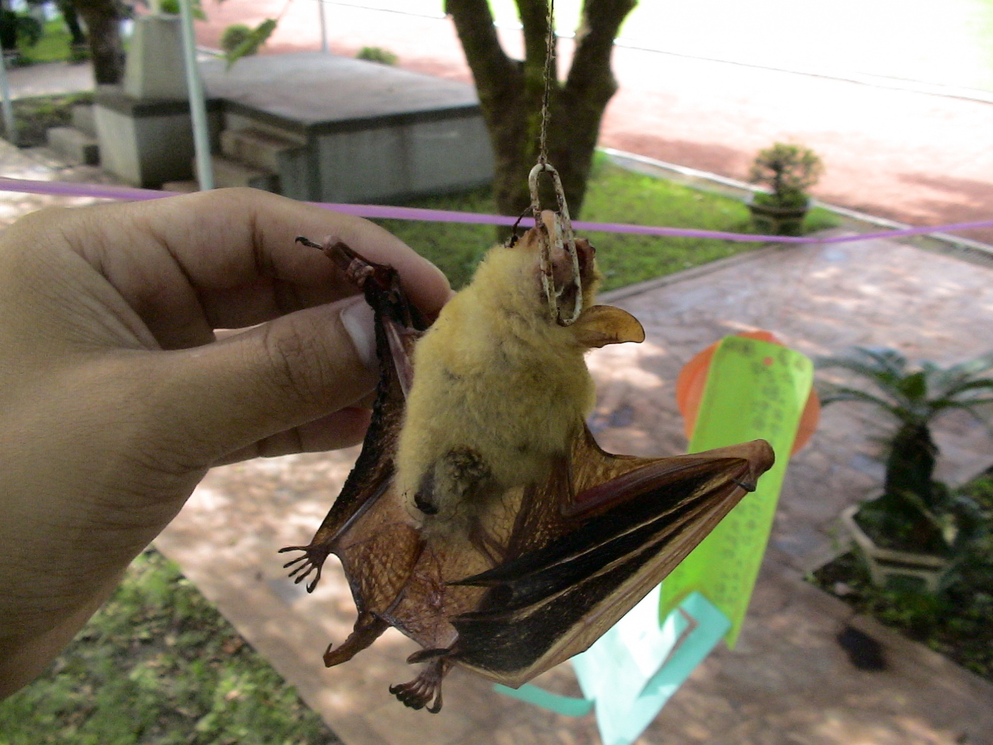 不當的人造設施會傷害蝙蝠, 圖為水林誠正國小誤吞迴紋針致死的金黃鼠耳蝠