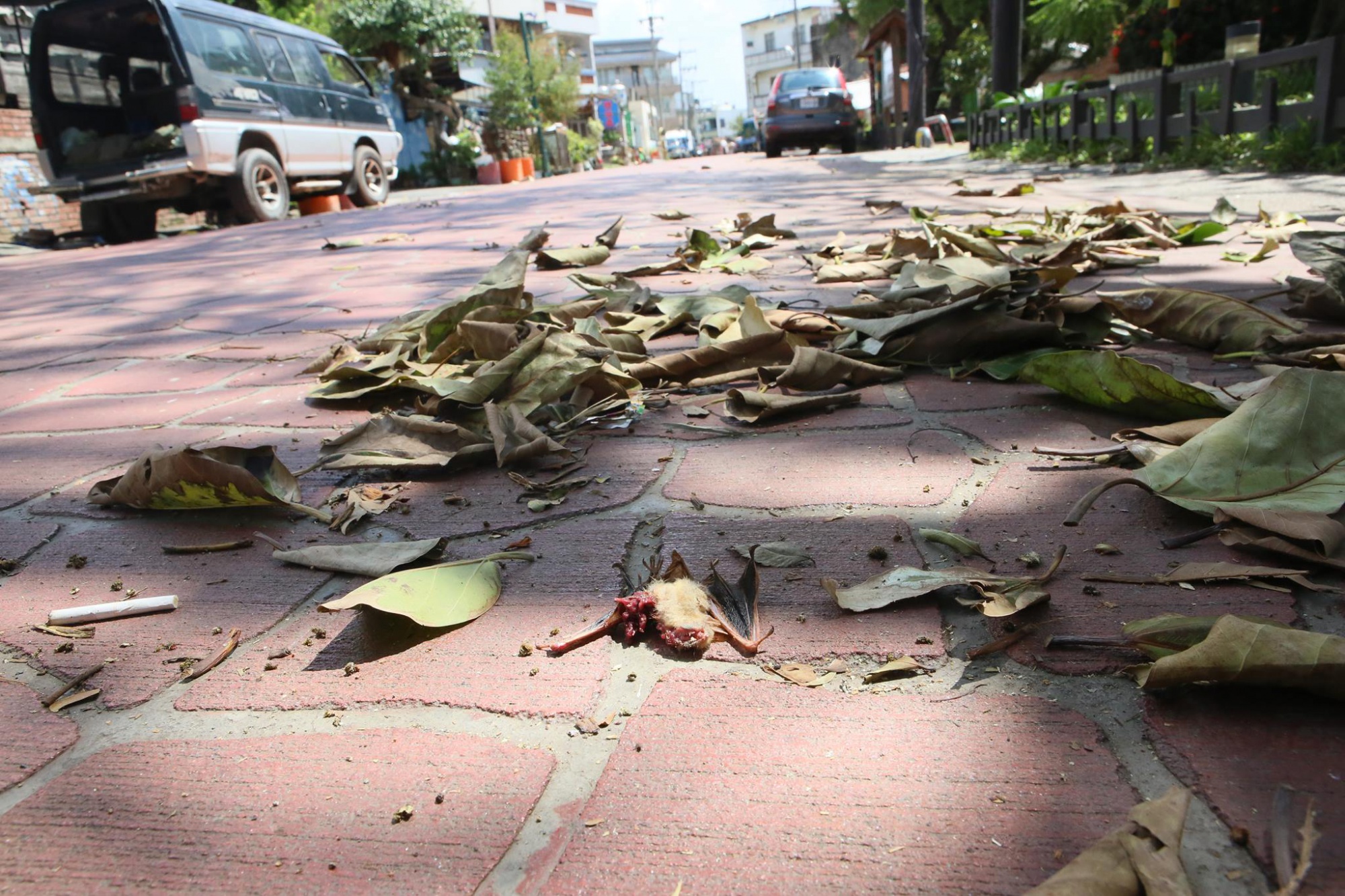 在水林被路殺致死的金黃鼠耳蝠